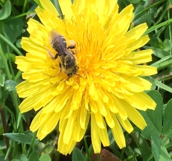 Italian honeybee on dandelion
