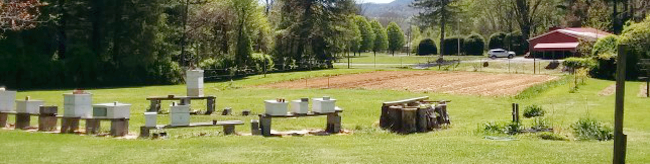 Lott Apiary in Haywood County, NC