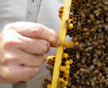 Queen cells on frame