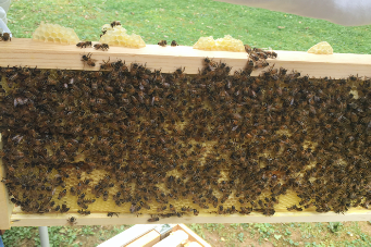 Inspecting honeybees on comb Inspecting honeybees on comb