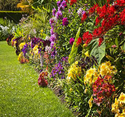 Honeybee flower garden