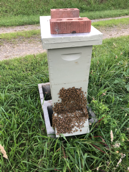 Honey bees bearding and resting on the front of the hive box.