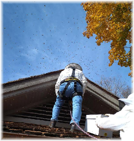 Beekeepers Zach and Ed gathering new bee club members. Beekeepers Zach and Ed gathering new bee club members.