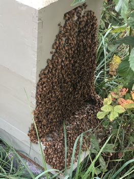 Honey bee bearding on the front of the hive box.