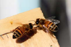 Bee Girl Buzzing Bee Girl Buzzing