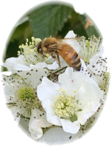 Honeybee on buckwheart