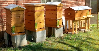 ZBees Apiary