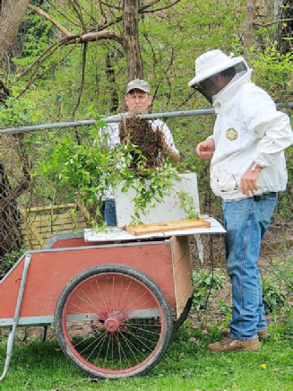 Paul putting a honeybee swarm in a NUC box.