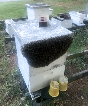 Honey bees resting as they hang from the telescoping cover of the hive.