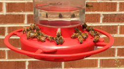 Honeybees feeding on hummingbird feeder.