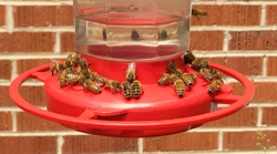 Honeybees feeding on hummingbird feeder. Honeybees feeding on hummingbird feeder.