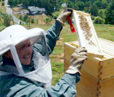 Checking the hive...