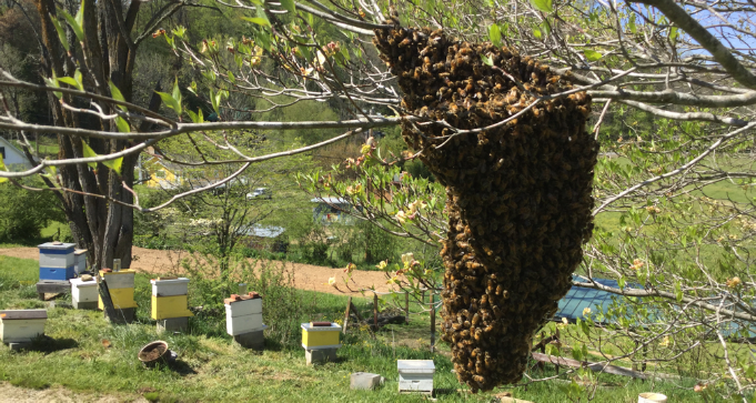 A swarm of honey bees in a tree near the apiary.