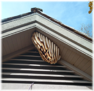 Honey comb under the eave of a roof. Honey comb under the eave of a roof.