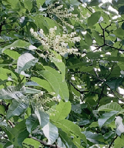 Sourwood blooms