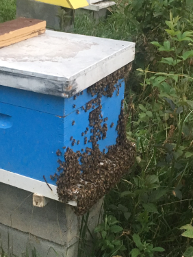 Bee hanging out on the landing of the hive box.