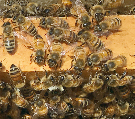Italian honeybees on frame
