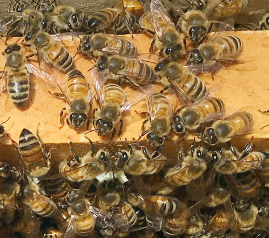 Italian honeybees on frame Italian honeybees on frame