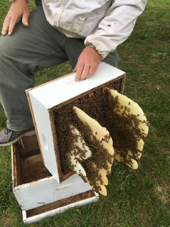 Bees build comb the natural way!