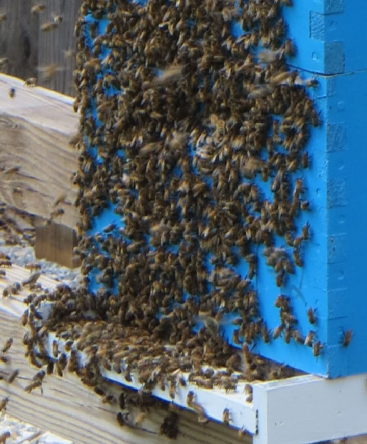 Possible bee swarm forming!