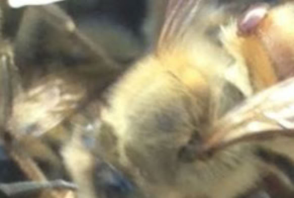Varroa mite on upper abdomen of honey bee.