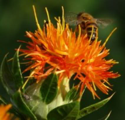 Italian honey bee on Safflower