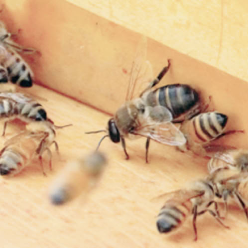 Drone and worker bees.