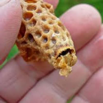 A hatch queen cell.