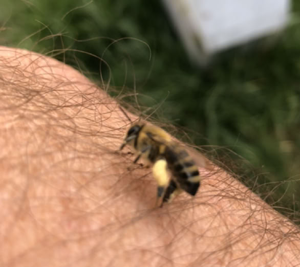 A pollen ladened honey bee on Allen’s arm