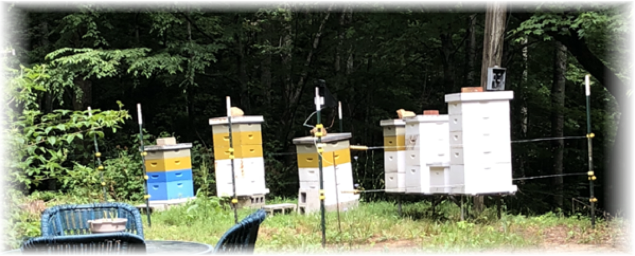 Apiary in Plott Creek