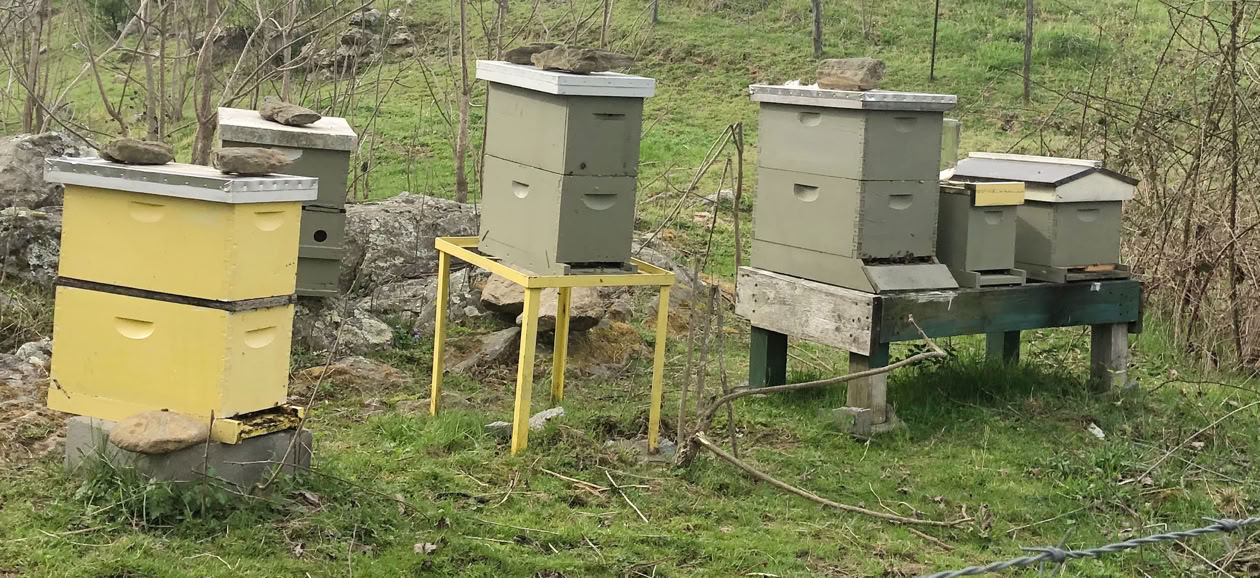 Apiary in Canton, NC