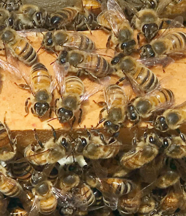 Detailed close-up view of honeybees working on a beehive frame, showcasing beekeeping in action.