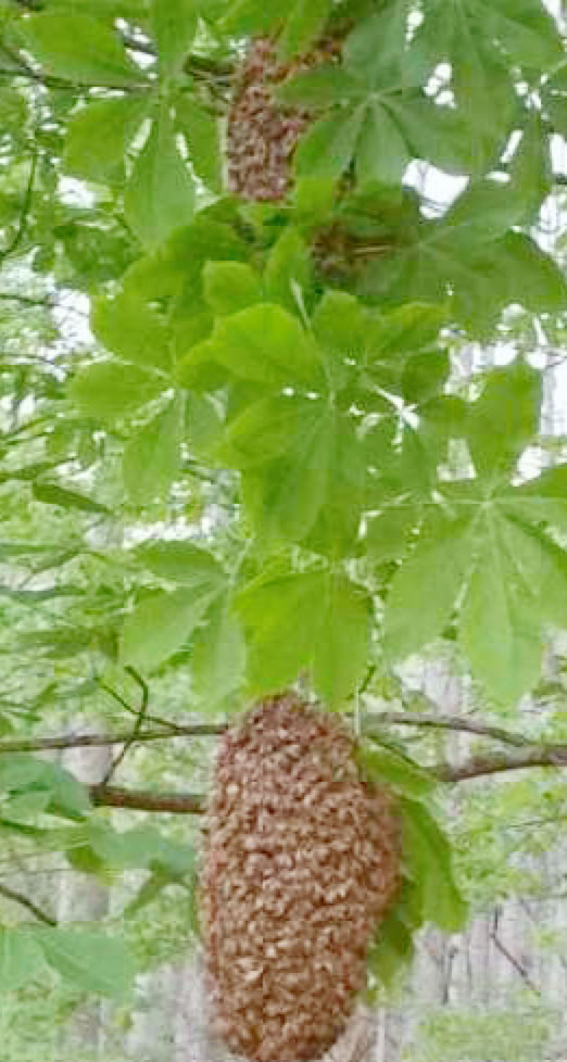 Beekeeper Blanton came upon this double swarms of honey bees in the woods.