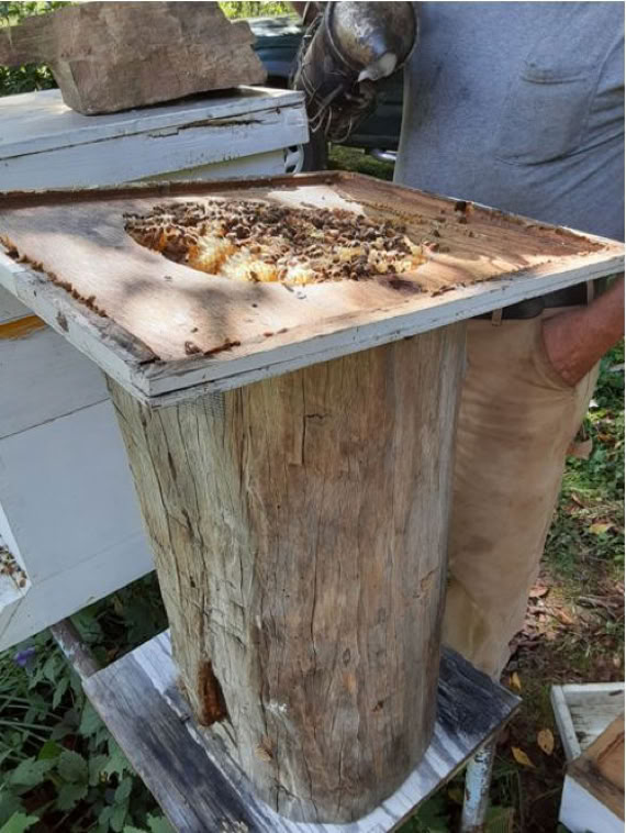 Bee colony in a log stand.