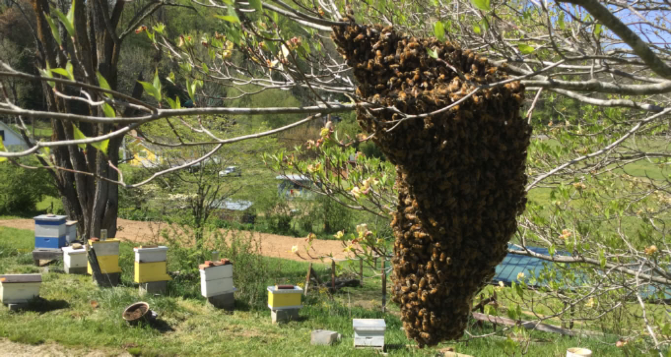 Primary Apiary in Canton, NC - Bee swarm.