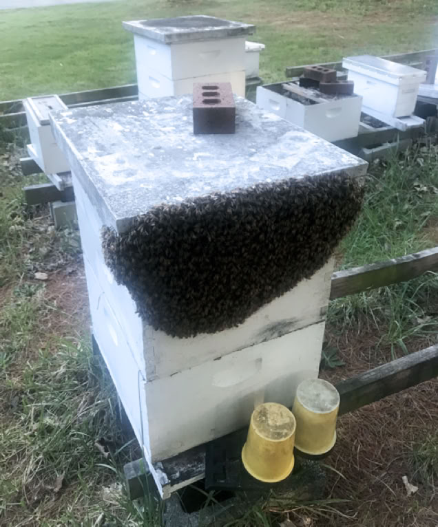 Honey bees bearding down from telescoping cover.