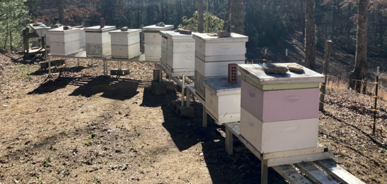 Apiary in Bryson City, NC