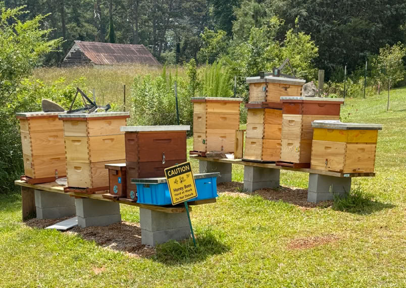 ZBees Apiary in Inman, SC - Zach is webmaster for HCBA in North Carolina.