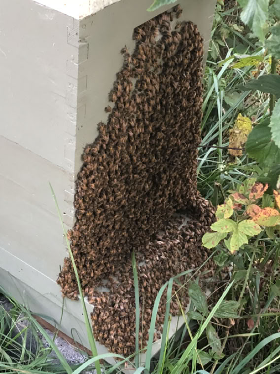 Honey bee bearding up theg outside the hive body, cooling off!