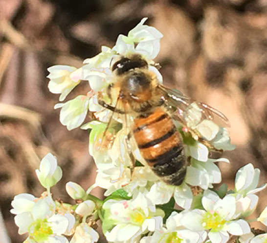 Italian honey bee on buckwheat flowers.
