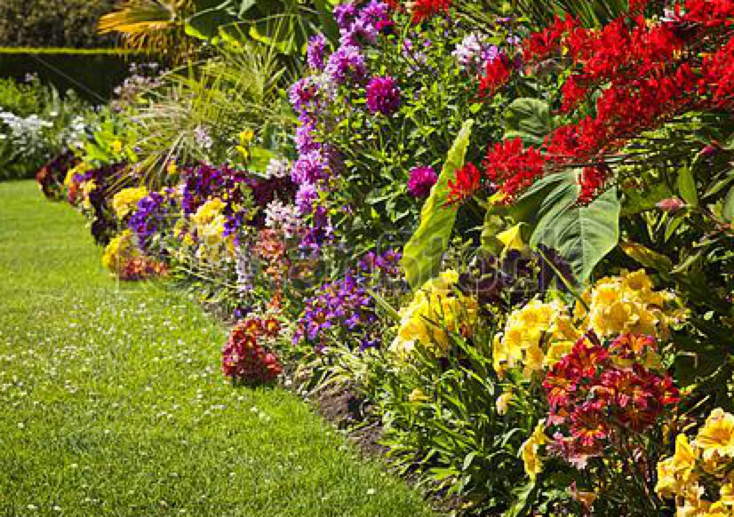 Flower gareden for pollinators.