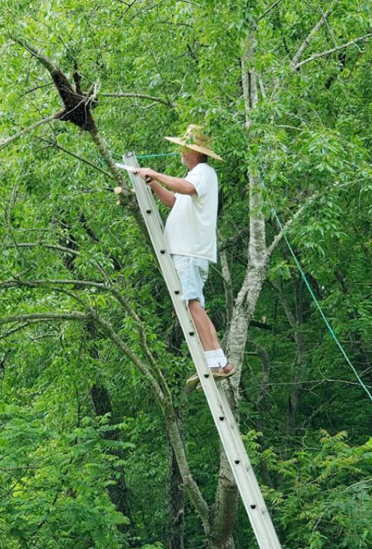 Paul capturing a swarm of honey bees high in a tree.