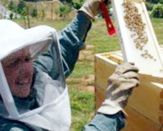 beekeeper checking a colony of honey bees.