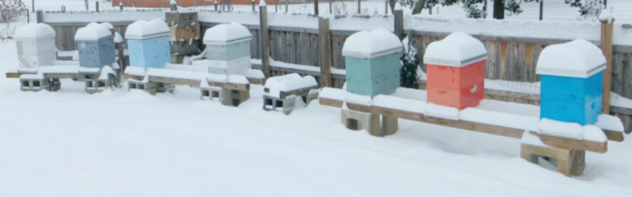Byers Apiary - winter view.