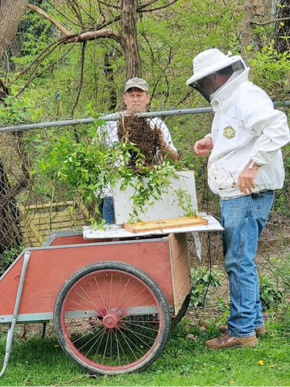 Placing a captured swarm of honey bees into a NUC hive.