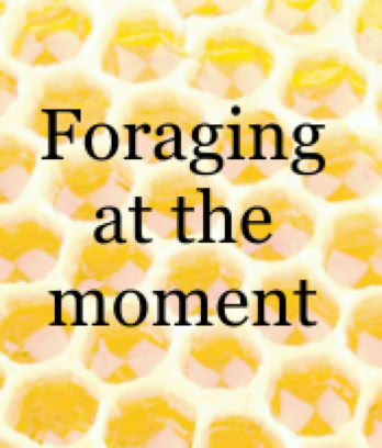 Foraging at Moment, HCBA VP