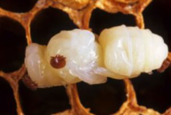 Varroa mite on honey bee larvae.