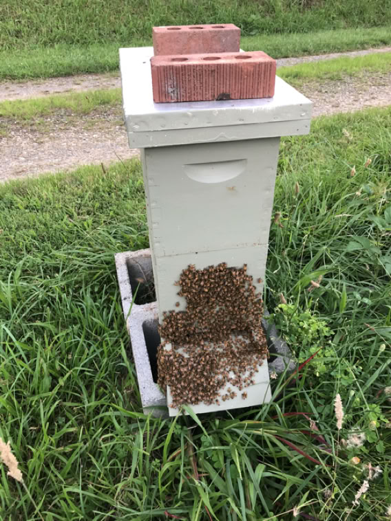 Honey bees hanging outside the hive body, cooling off!