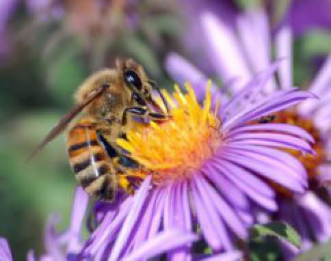 Color image of an Italian honey bee on a purple flower.