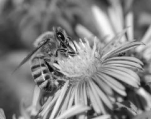 Monocrome image of an Italian honey bee on a purple flower.
